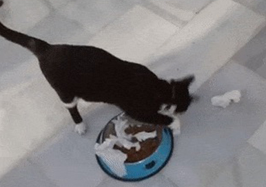 Warum beerbt die Katze die Kacke neben dem Futter?