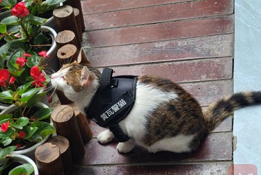 Haben Sie jemals eine Polizei katze gesehen? Diese Polizei katze in Chengdu bietet die erstklassige Vermittlungs fähigkeit!