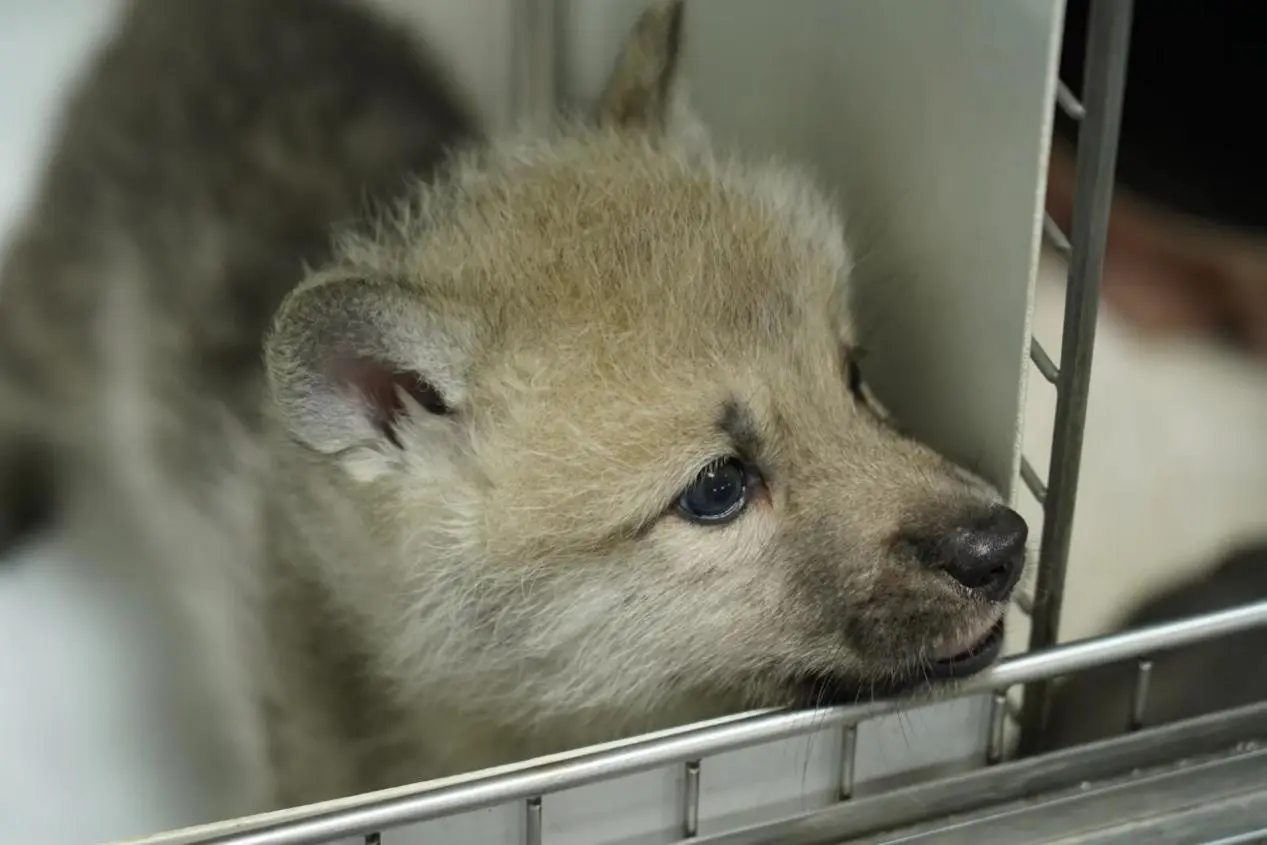 Der erste geklonte arktische Wolf der Welt wurde geboren! Sinogen stärkt den Schutz der Arten vielfalt