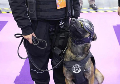 Geklonte Polizeihunde werden auf der Expo sehr aufmerksam