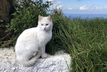 Welche Farben können Katzen tatsächlich sehen? Haben sie eine Lieblings farbe?