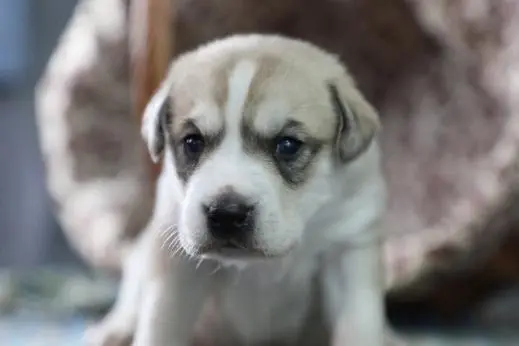 Erster von Genen bearbeiteter Hund, der in China geklont wurde, wirft ethische Bedenken auf