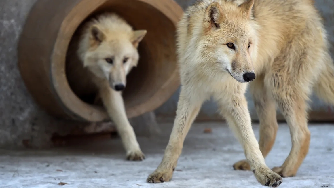 Chinesische Forscher klonen einen arktischen Wolf im 'Landmark'Conservation Project