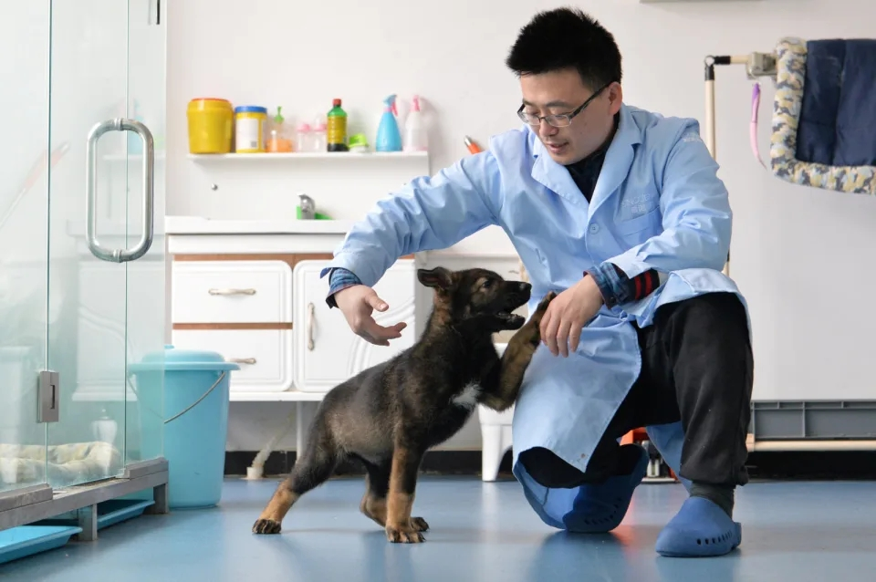 China sagt, es habe einen Polizeihund geklont, um das Training zu beschleunigen