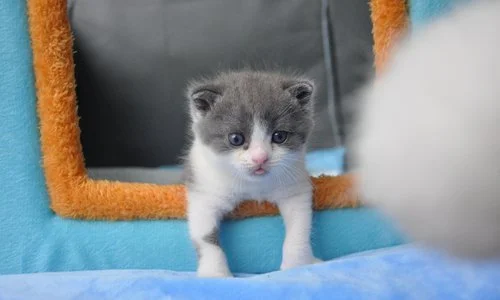 Chinesische Gen firma klont Katze, die ein breites Verbraucherin teresse auslöst