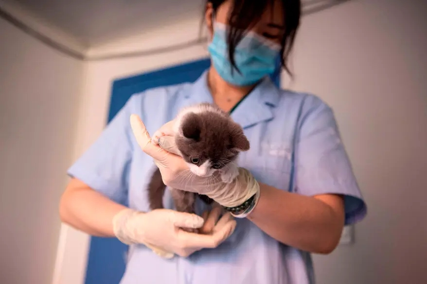 China stellt das erste geklonte Kätzchen vor