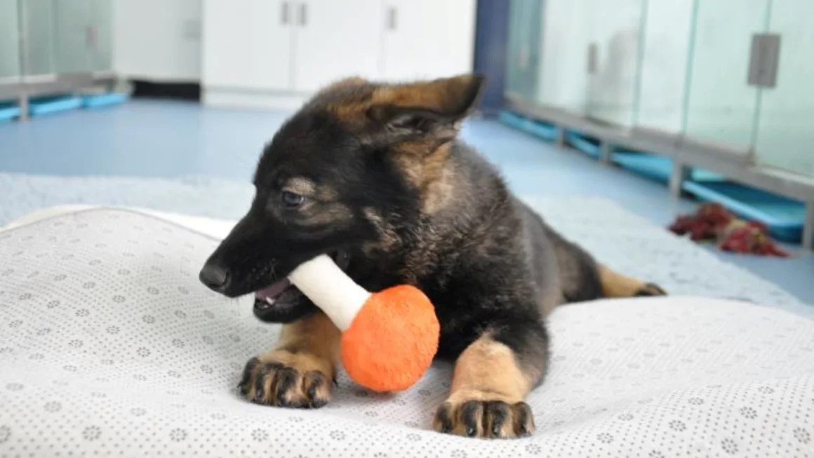 China beginnt mit dem Training des ersten geklonten Polizeihundes