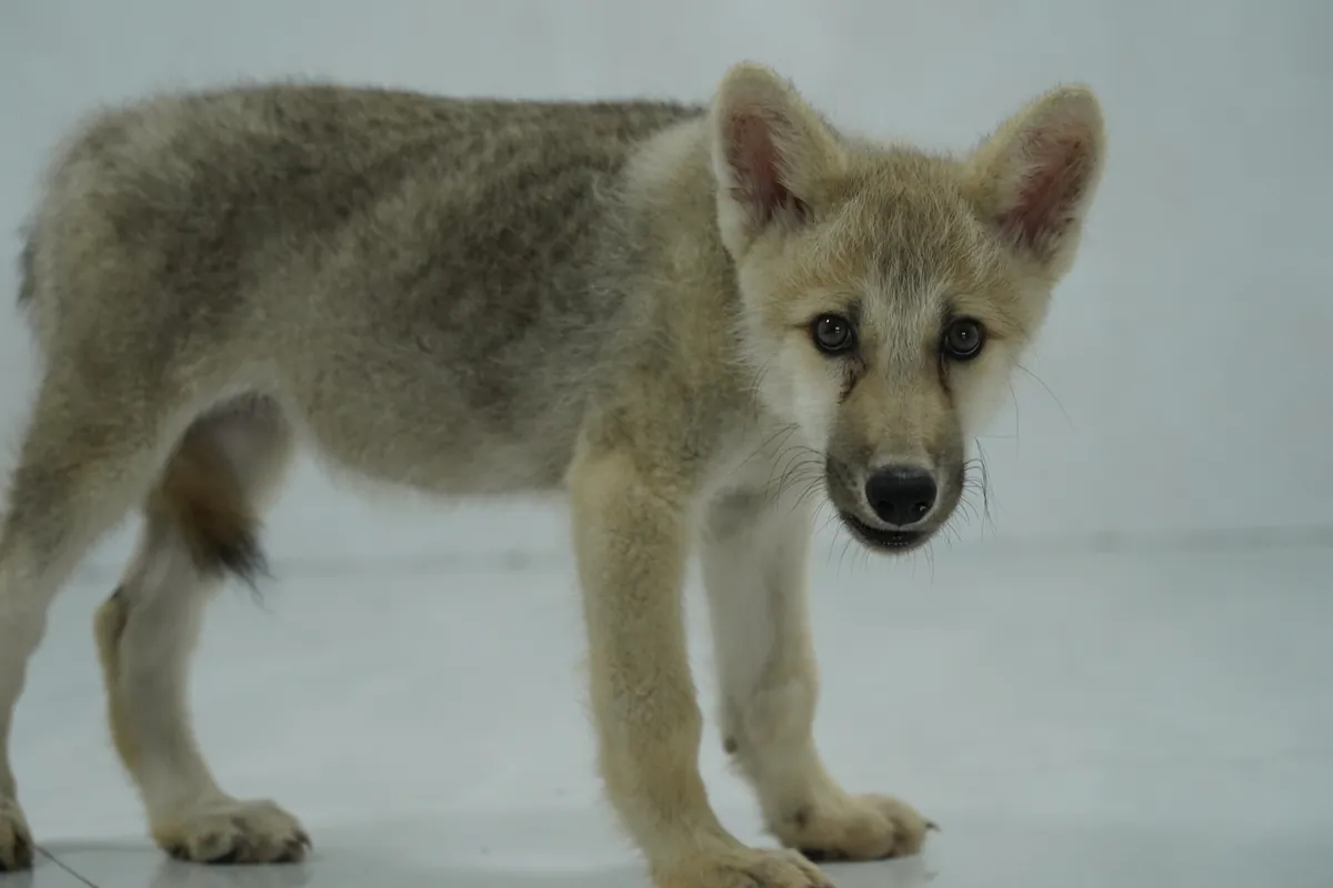 China enthüllt den ersten geklonten arktischen Wolfs welten der Welt